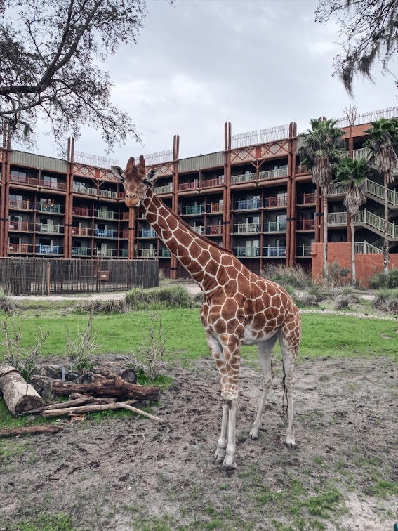 Disney World Resorts Review - Animal Kingdom Lodge